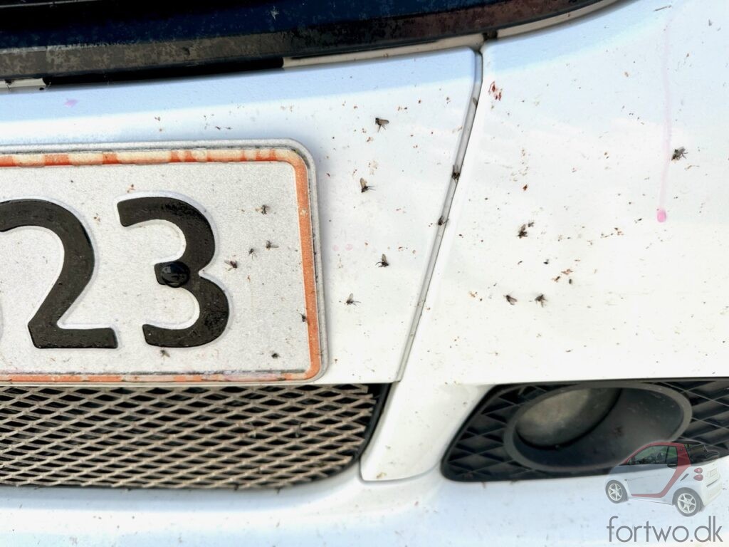 Insects everywhere on the front bumper